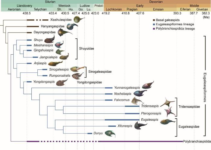 盔甲魚類的系統(tǒng)發(fā)育關系及地史分布?！≈锌圃汗偶棺邓?供圖