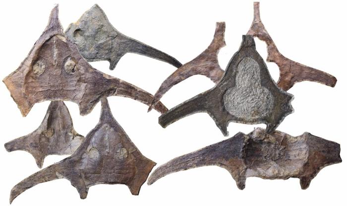 玉海翼角魚化石照片?！∩w志琨 攝