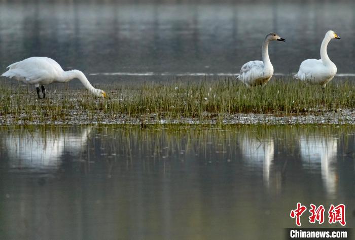 圖為三只大天鵝在黃河灘地嬉戲?！±钣穹?攝