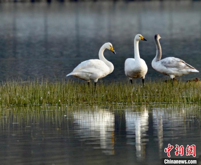 圖為三只大天鵝。　李玉峰 攝