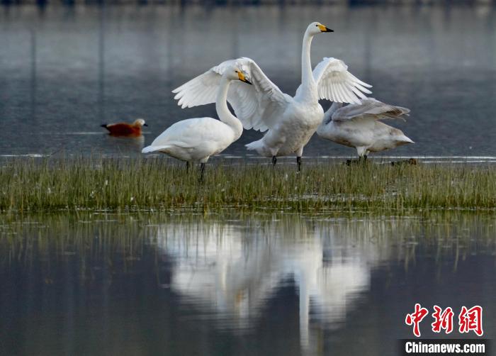圖為三只大天鵝在黃河灘地嬉戲。　李玉峰 攝