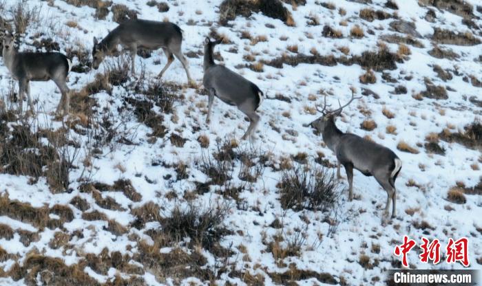 圖為巖羊和馬鹿集體覓食?！《继m縣融媒體中心 供圖