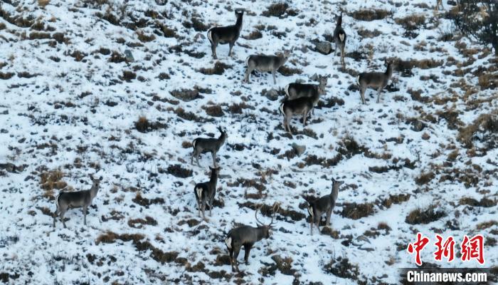 圖為巖羊和馬鹿集體覓食。　都蘭縣融媒體中心 供圖