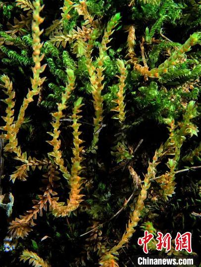 圖為九龍卷柏?！∏嗪Ｉ剿匀毁Y源調(diào)查規(guī)劃設計研究院供圖