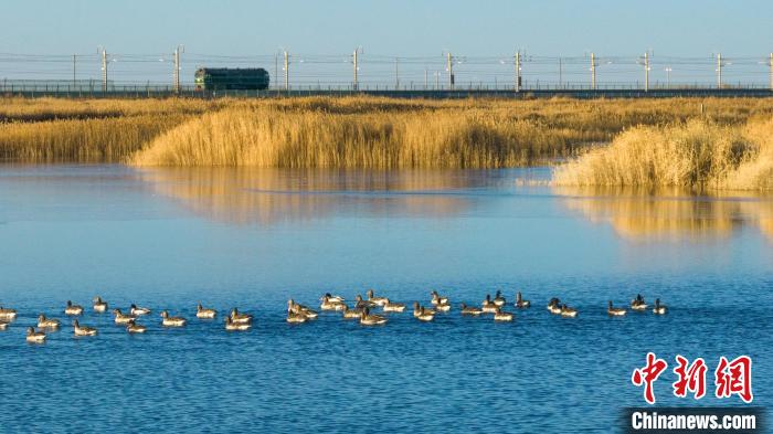 圖為多種野生鳥(niǎo)類在湖中游蕩?！『螁⒔?攝