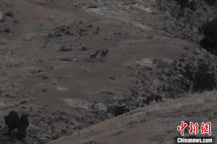 圖為兩只馬鹿在山坡上行走?！〔湃?攝