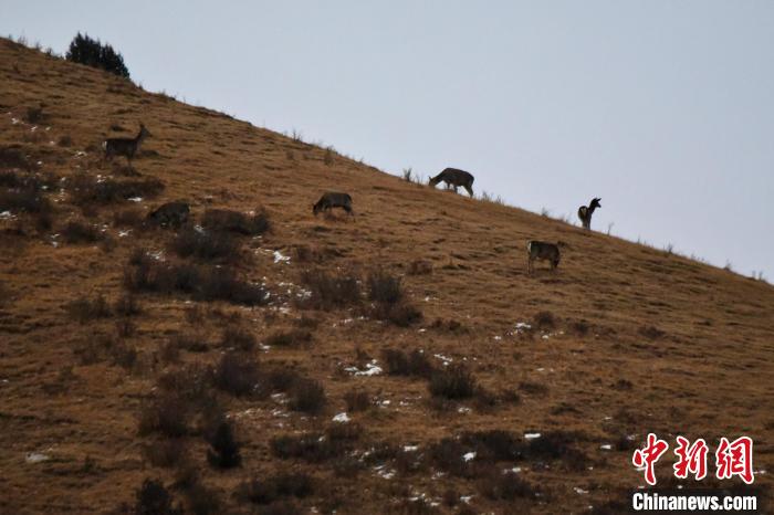 圖為馬鹿群在山坡上覓食?！〔湃?攝