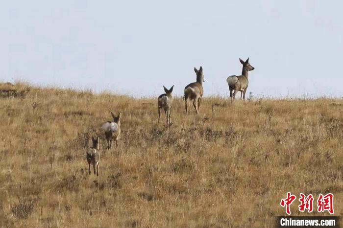 圖為狍鹿在山間漫步?！〔彭?xiàng)南加 攝