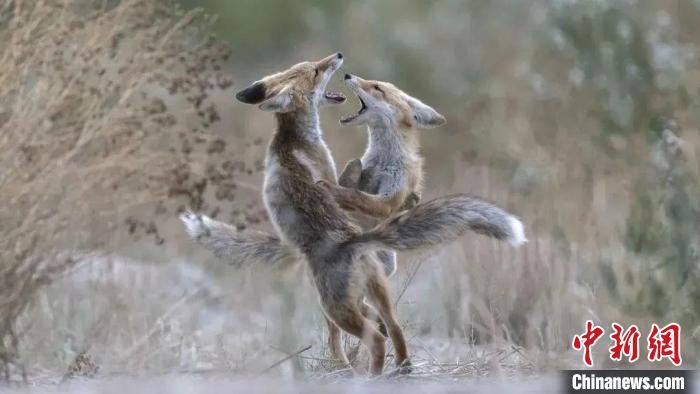 圖為同海元的作品《第一回合》。　青海省祁連山自然保護(hù)協(xié)會(huì)供圖