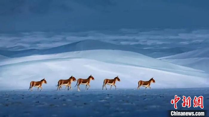 青海3名攝影師榮獲中國(guó)自然攝影界“奧斯卡”大獎(jiǎng)