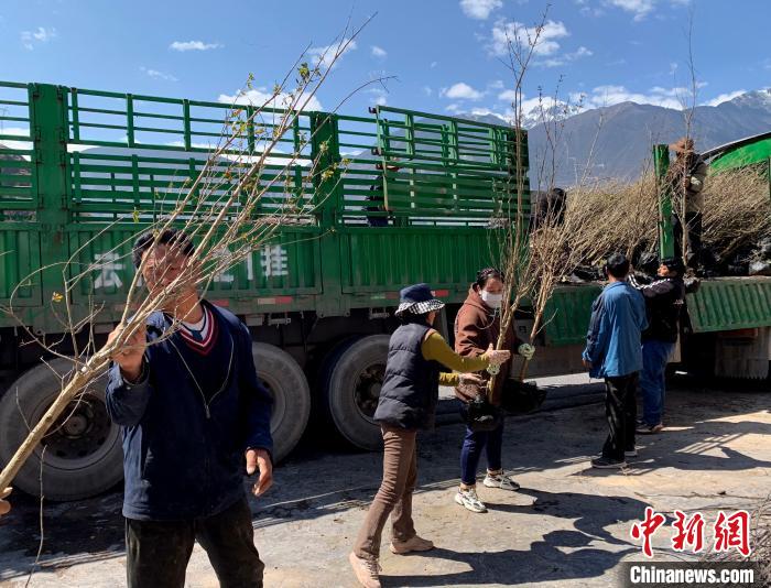 民眾搬運(yùn)苗木?！〔际忻⒖悼h委宣傳部供圖