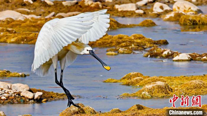 圖為白琵鷺。　嚴桉 攝