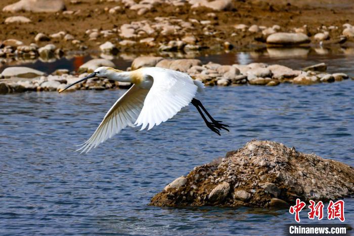 圖為準備飛翔的白琵鷺?！黎?攝