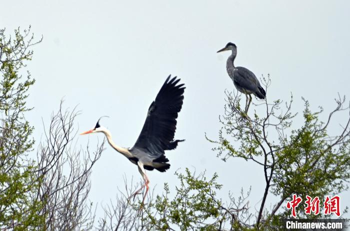 蒼鷺在覓食嬉戲?！“苍?攝