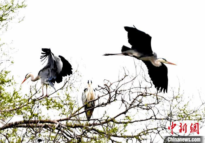 蒼鷺在覓食嬉戲?！“苍?攝