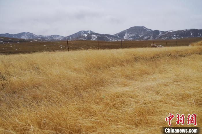 圖為青海省海西蒙古族藏族自治州天峻縣木里礦區(qū)草木茂盛?！●R銘言 攝