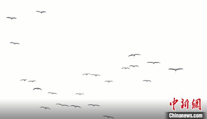 遷徙北歸。　天全縣融媒體中心 供圖