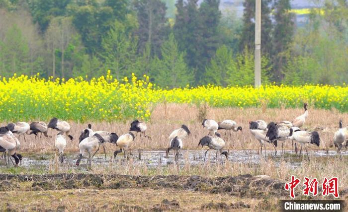 休息補給?！√烊h融媒體中心 供圖