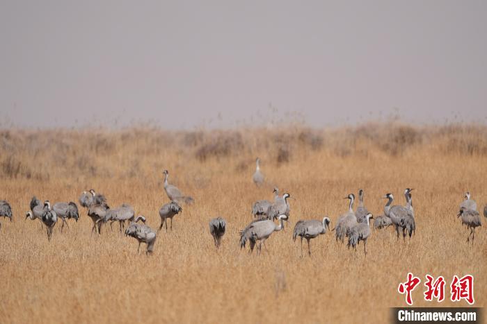 圖為草原上棲息的灰鶴?！∠葘m 攝