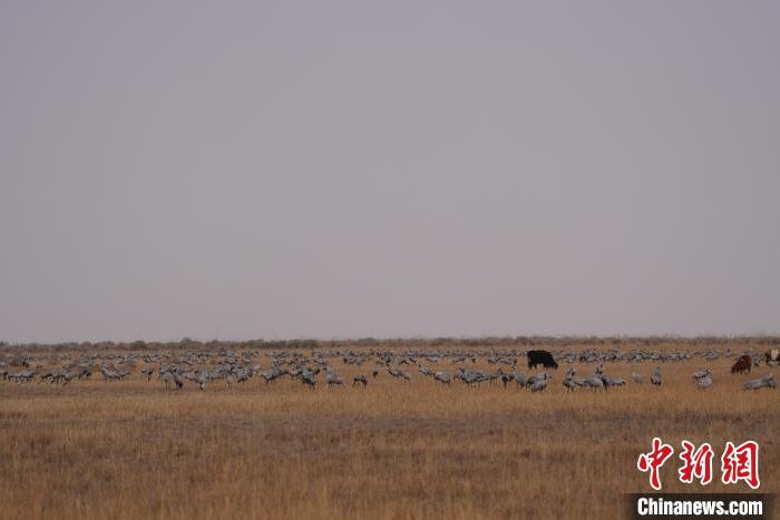 圖為草原上棲息的灰鶴?！∠葘m 攝
