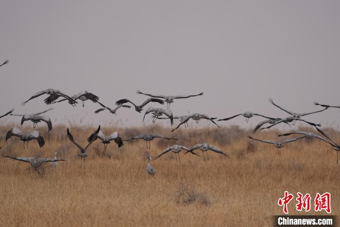 青海都蘭成群灰鶴匯集，場(chǎng)面壯觀