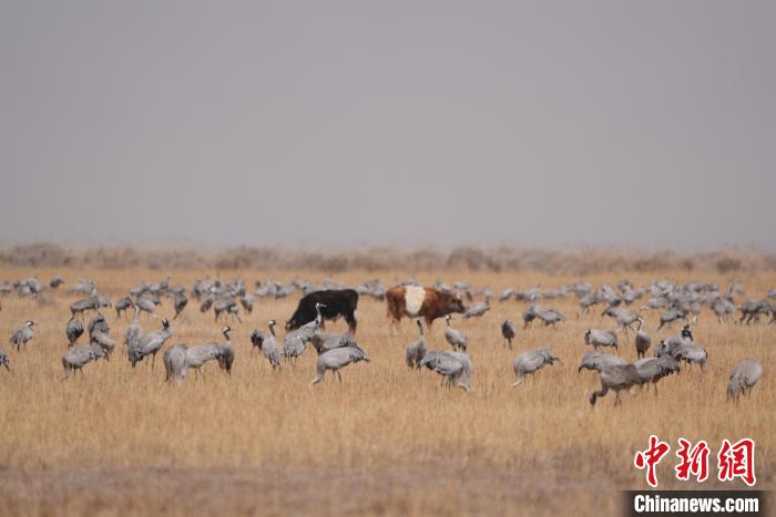 圖為草原上棲息的灰鶴?！∠葘m 攝