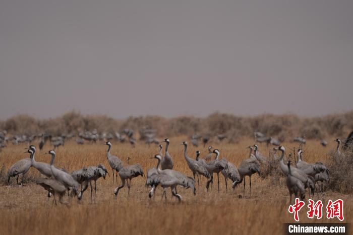 圖為灰鶴。　先宮 攝