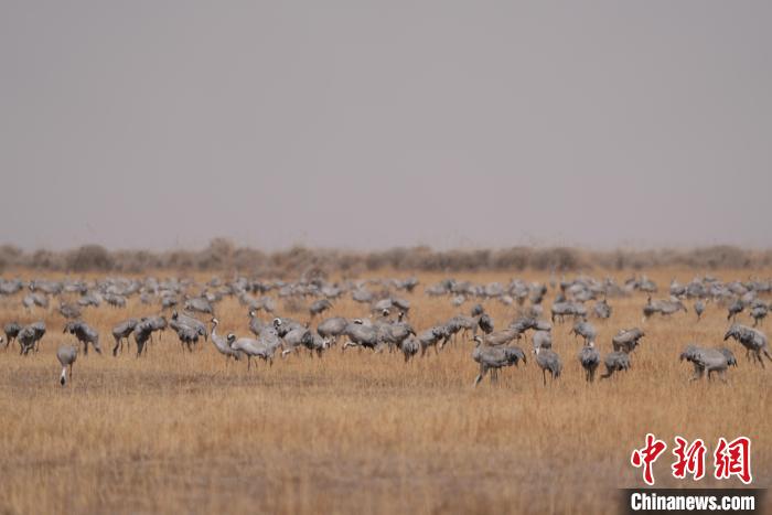 圖為密集分布的灰鶴?！∠葘m 攝