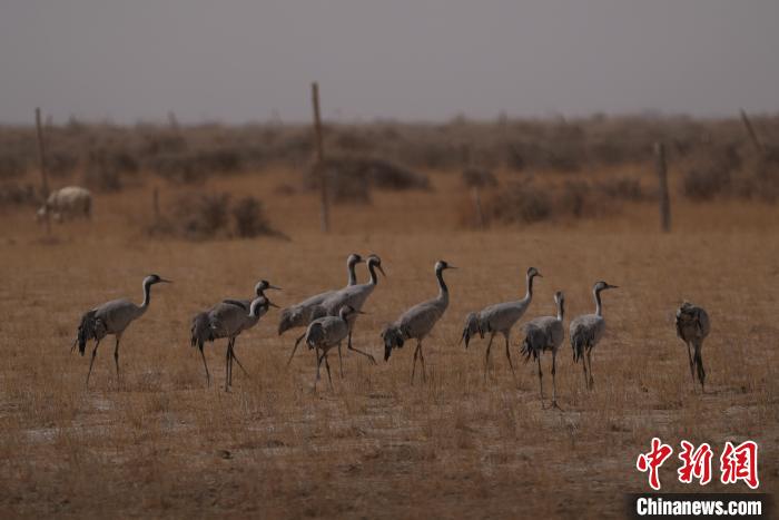 圖為灰鶴?！∠葘m 攝