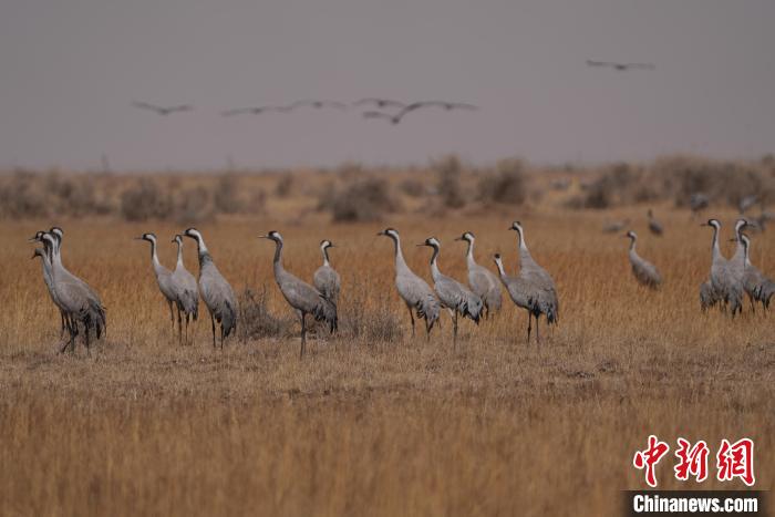 圖為灰鶴?！∠葘m 攝