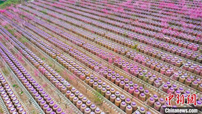 灼灼桃花惹人醉。　劉媛 攝