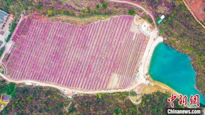 灼灼桃花惹人醉?！㈡?攝