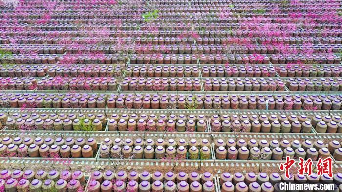 桃花和酒壇相映成趣?！㈡?攝