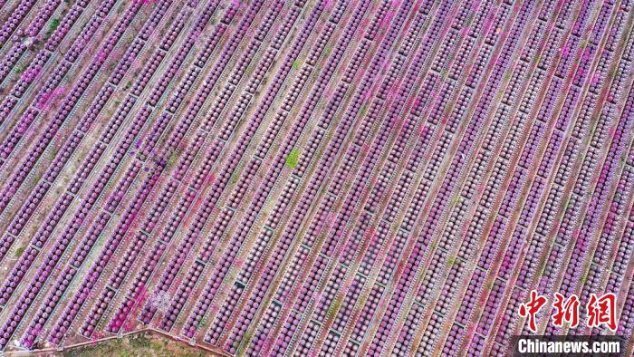 桃花和酒壇相映成趣?！㈡?攝