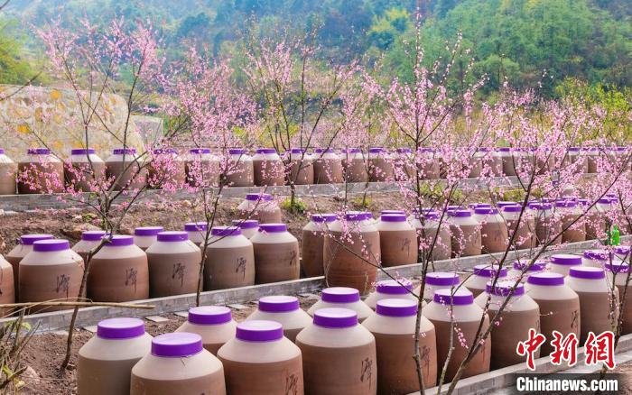 桃花和酒壇相映成趣。　易銘 攝