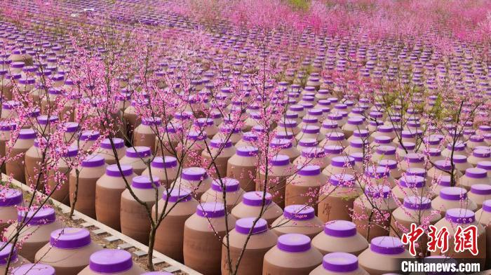 桃花和酒壇相映成趣?！∫足?攝