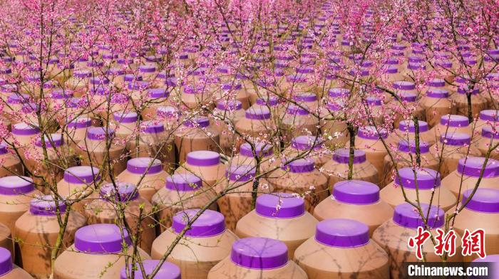 桃花和酒壇相映成趣?！∫足?攝