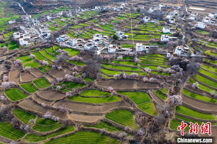 白松鎮(zhèn)桃花林中的白藏房?！⒅铱?攝