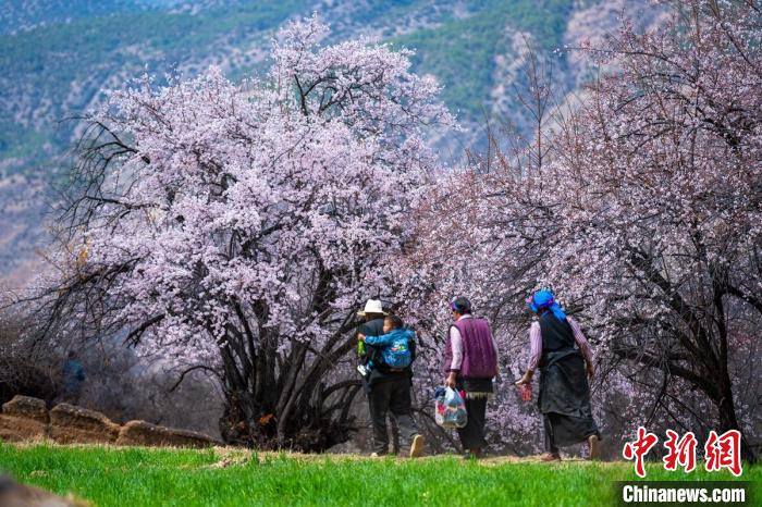 行走在麥田和桃樹下的白松鎮(zhèn)村民?！⒅铱?攝