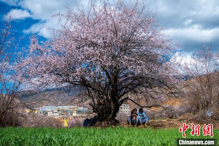 桃花樹下兩名女孩正在玩手機?！⒅铱?攝