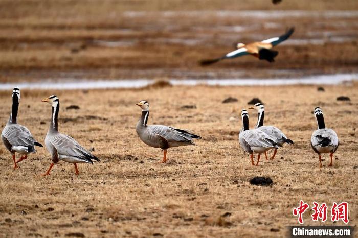 圖為成群的斑頭雁。　包雷 攝