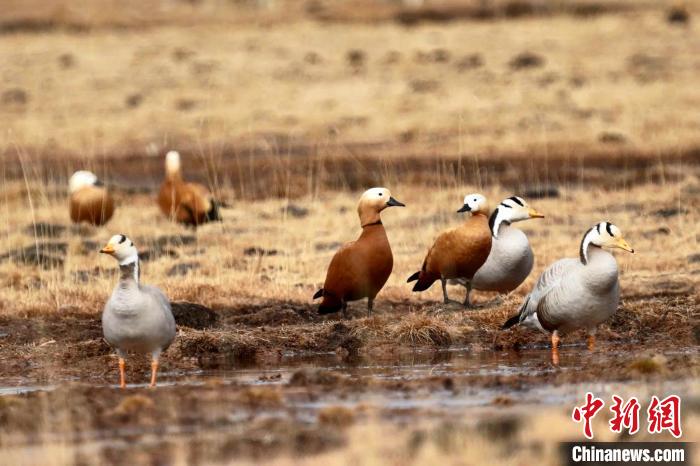 圖為斑頭雁和赤麻鴨。　包雷 攝