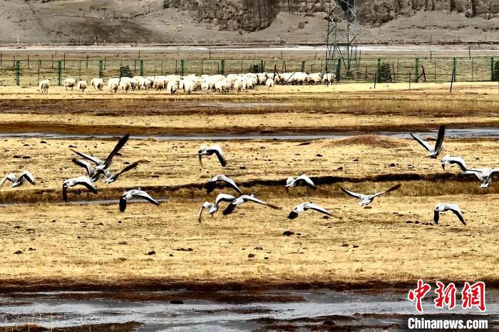 圖為斑頭雁在羊群邊飛翔?！“?攝