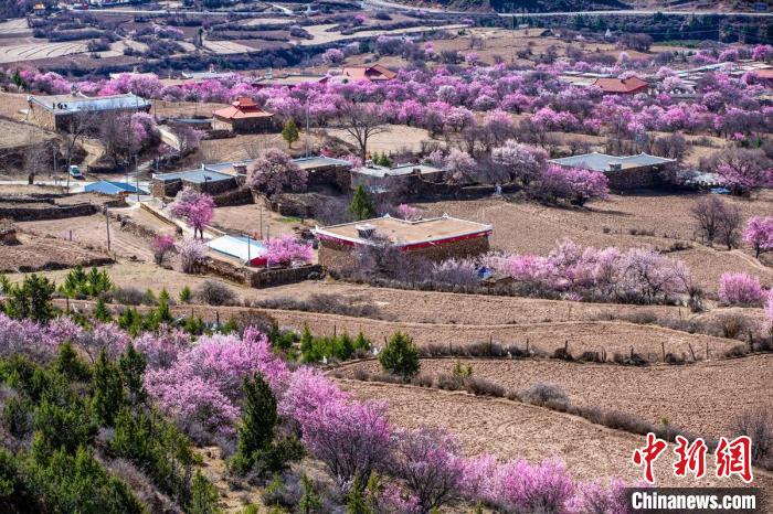 道孚麻灣村房前屋后的杏花繞村怒放。　何行銘 攝