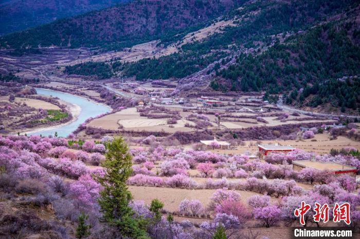 道孚縣麻灣村上千株盛開的杏花將鄉(xiāng)村裝點(diǎn)一新?！『涡秀?攝