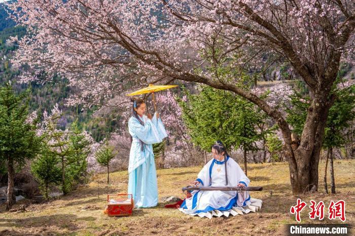 道孚杏花樹下的游客們?！√K銳 攝
