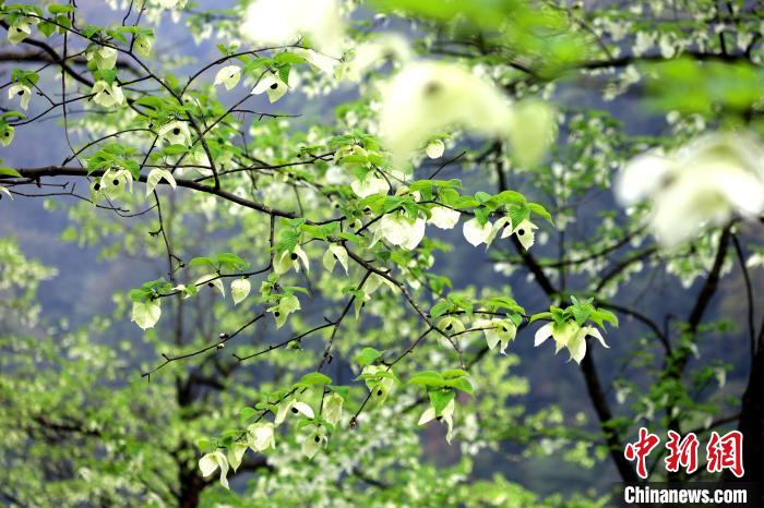 珙桐在春末夏初之際開花，花期較短。　呂楊 攝