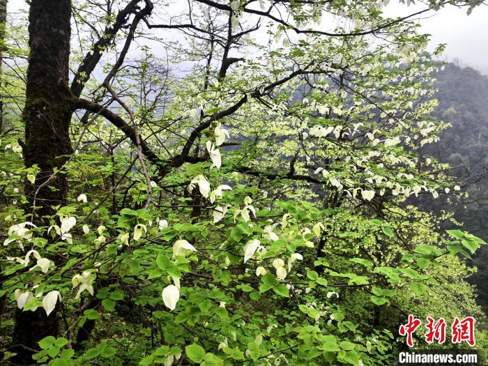 山谷兩側(cè)高大繁茂的珙桐樹?！螚?攝