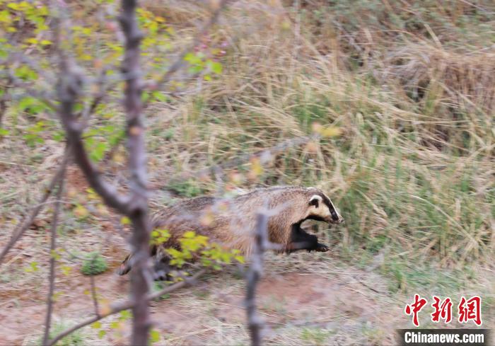 圖為西寧野生動物園救護(hù)的狗獾在西寧市放歸大自然?！●R銘言 攝