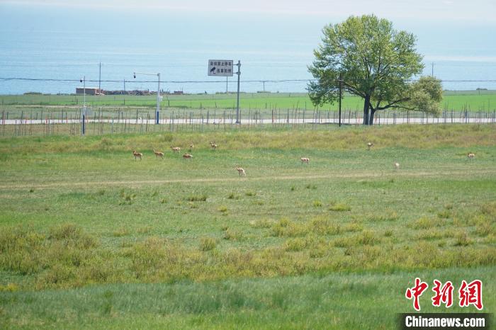 圖為成群普氏原羚在草場上愜意覓食，悠閑自在。　馬銘言 攝